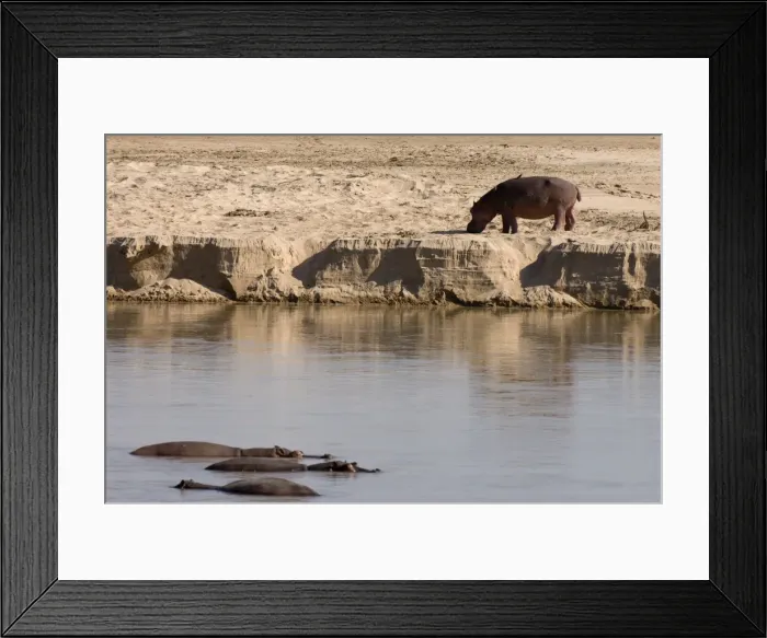 Framed Print : Hippopotamus (Hippopotamus amphibius), Luangwa River, South Luangwa National Park Framed Print : Hippopotamus (Hippopotamus amphibius), Luangwa River, South Luangwa National Park