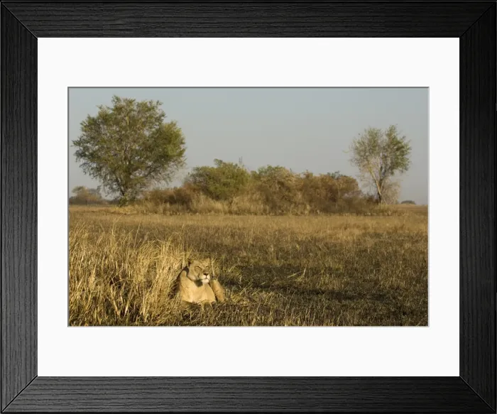 Framed Print : Lioness, Busanga Plains, Kafue National Park, Zambia, Africa Framed Print : Lioness, Busanga Plains, Kafue National Park, Zambia, Africa