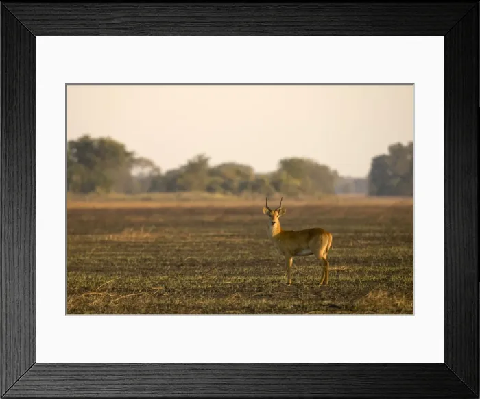 Framed Print : Puku (Kobus vardonii), Busanga Plains, Kafue National Park, Zambia, Africa Framed Print : Puku (Kobus vardonii), Busanga Plains, Kafue National Park, Zambia, Africa