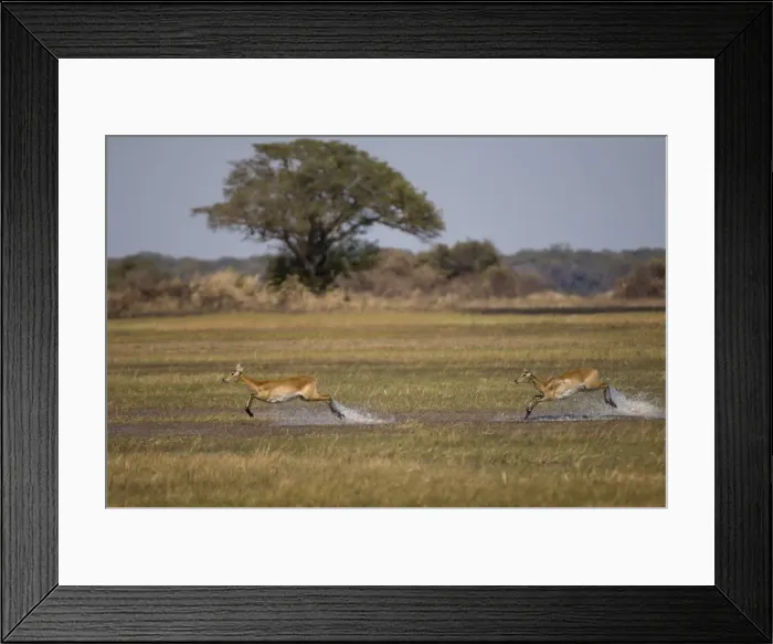 Framed Print : Puku (Kobus vardonii), Busanga Plains, Kafue National Park, Zambia, Africa Framed Print : Puku (Kobus vardonii), Busanga Plains, Kafue National Park, Zambia, Africa