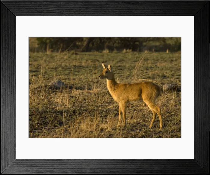 Framed Print : Puku, Kafue National Park, Zambia, Africa Framed Print : Puku, Kafue National Park, Zambia, Africa