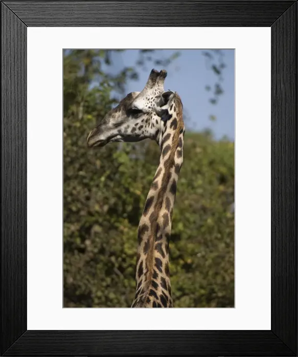Framed Print : Thornicroft giraffe (Giraffa camelopardalis thornicrofti), South Luangwa National Park Framed Print : Thornicroft giraffe (Giraffa camelopardalis thornicrofti), South Luangwa National Park