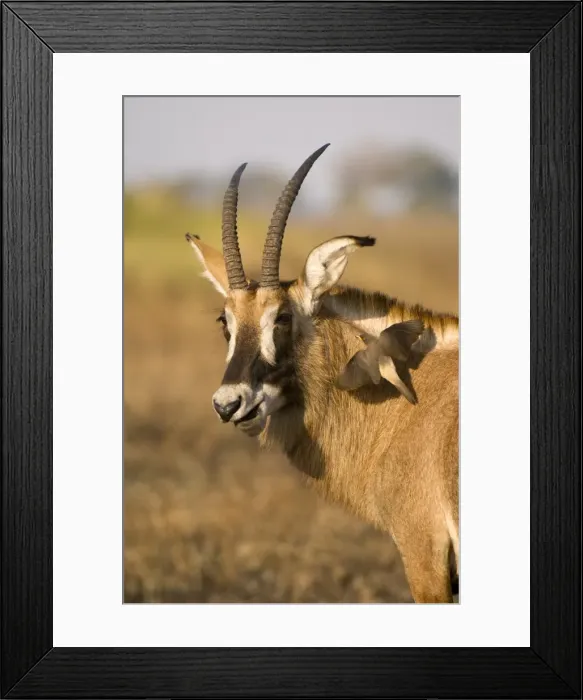 Framed Print : Roan antelope and oxpecker, Busanga Plains, Kafue National Park, Zambia, Africa Framed Print : Roan antelope and oxpecker, Busanga Plains, Kafue National Park, Zambia, Africa