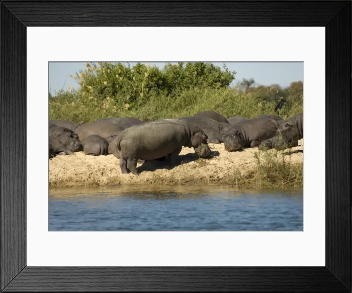 Framed Print : Hippopotamuses, Zambesi River, Zambia, Africa Framed Print : Hippopotamuses, Zambesi River, Zambia, Africa