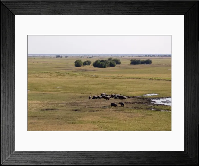 Framed Print : Hippopotamuses, Busanga Plains, Kafue National Park, Zambia, Africa Framed Print : Hippopotamuses, Busanga Plains, Kafue National Park, Zambia, Africa
