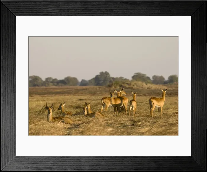 Framed Print : Puku (Kobus vardonii), Busanga Plains, Kafue National Park, Zambia, Africa Framed Print : Puku (Kobus vardonii), Busanga Plains, Kafue National Park, Zambia, Africa