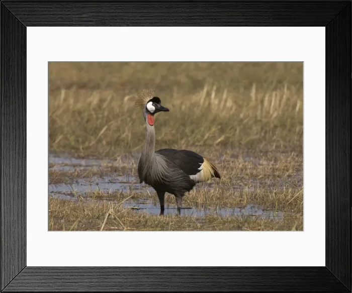 Framed Print : Grey crowned crane, Busanga Plains, Kafue National Park, Zambia, Africa Framed Print : Grey crowned crane, Busanga Plains, Kafue National Park, Zambia, Africa