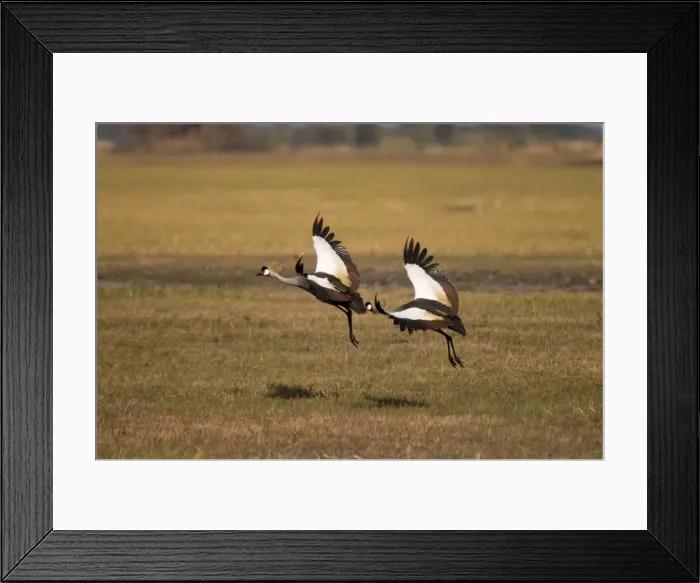 Framed Print : Grey crowned cranes, Busanga Plains, Kafue National Park, Zambia, Africa Framed Print : Grey crowned cranes, Busanga Plains, Kafue National Park, Zambia, Africa