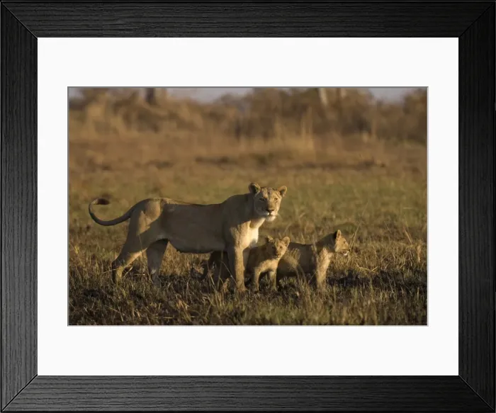 Framed Print : Lioness and cubs, Busanga Plains, Kafue National Park, Zambia, Africa Framed Print : Lioness and cubs, Busanga Plains, Kafue National Park, Zambia, Africa
