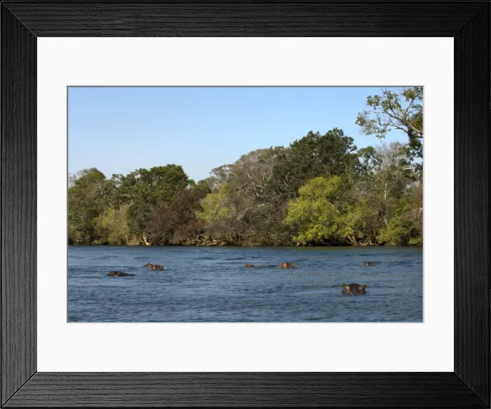 Framed Print : Hippopotamus, Lunga River, Kafue National Park, Zambia, Africa Framed Print : Hippopotamus, Lunga River, Kafue National Park, Zambia, Africa