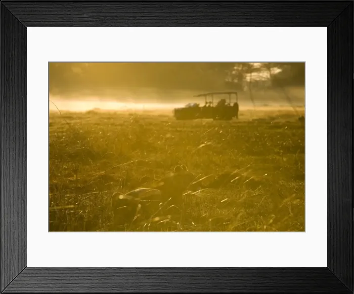 Framed Print : Lioness in the mist at sunrise, Busanga Plains, Kafue National Park, Zambia, Africa Framed Print : Lioness in the mist at sunrise, Busanga Plains, Kafue National Park, Zambia, Africa