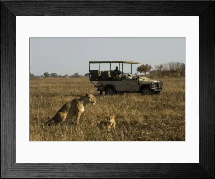 Framed Print : Tourist taking pictures of lioness and cub, Busanga Plains, Kafue National Park Framed Print : Tourist taking pictures of lioness and cub, Busanga Plains, Kafue National Park