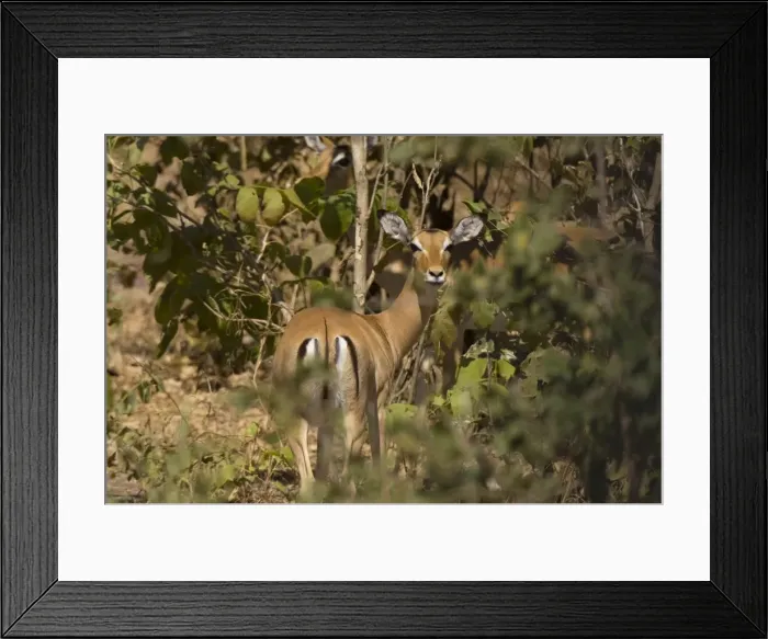 Framed Print : Impala, South Luangwa National Park, Zambia, Africa Framed Print : Impala, South Luangwa National Park, Zambia, Africa
