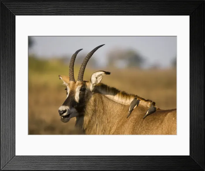 Framed Print : Roan antelope and two oxpeckers, Busanga Plains, Kafue National Park, Zambia, Africa Framed Print : Roan antelope and two oxpeckers, Busanga Plains, Kafue National Park, Zambia, Africa