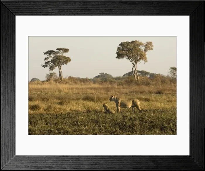 Framed Print : Lioness and cubs, Busanga Plains, Kafue National Park, Zambia, Africa Framed Print : Lioness and cubs, Busanga Plains, Kafue National Park, Zambia, Africa
