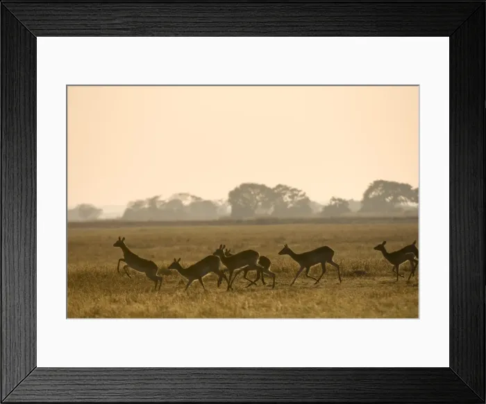Framed Print : Puku, Busanga Plains, Kafue National Park, Zambia, Africa Framed Print : Puku, Busanga Plains, Kafue National Park, Zambia, Africa