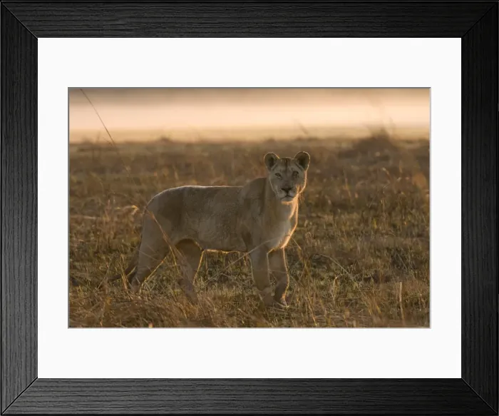 Framed Print : Lioness in the mist at sunrise, Busanga Plains, Kafue National Park, Zambia, Africa Framed Print : Lioness in the mist at sunrise, Busanga Plains, Kafue National Park, Zambia, Africa