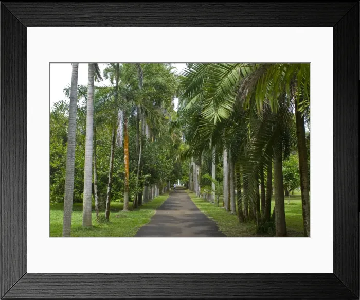 Framed Print : Sir Seewoosagur Ramgoolam Botanical Garden, Mauritius, Indian Ocean, Africa Framed Print : Sir Seewoosagur Ramgoolam Botanical Garden, Mauritius, Indian Ocean, Africa