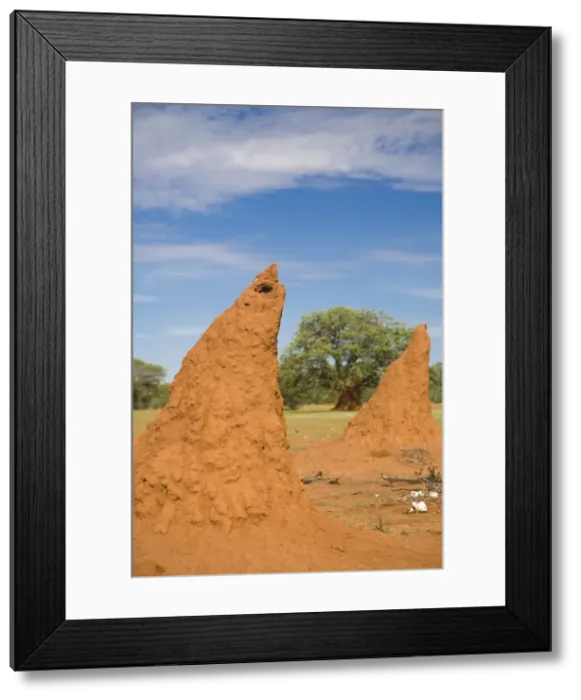 Framed Print : Conical shaped mounds created by a termite colony, Namibia, Africa Framed Print : Conical shaped mounds created by a termite colony, Namibia, Africa
