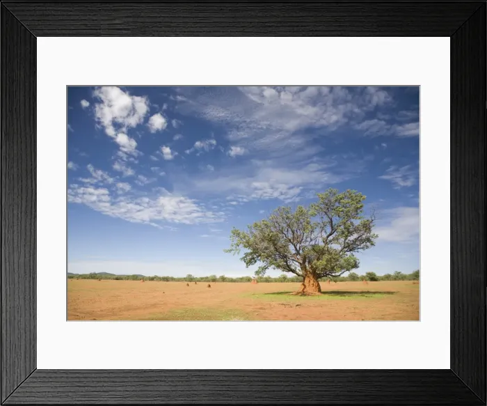 Framed Print : Lonely tree surrounded by a termite hill, Namibia, Africa Framed Print : Lonely tree surrounded by a termite hill, Namibia, Africa