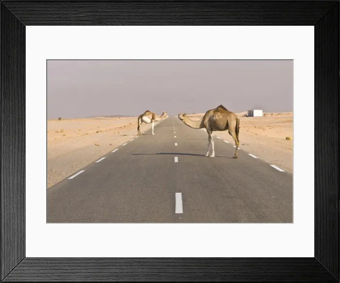 Framed Print : Camels standing on the road between Nouadhibou and Nouakchott, Mauritania, Africa Framed Print : Camels standing on the road between Nouadhibou and Nouakchott, Mauritania, Africa