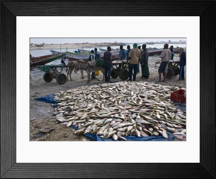 Framed Print : Fish for sale laid out on the ground at the fish market, Nouadhibou, Mauritania, Africa