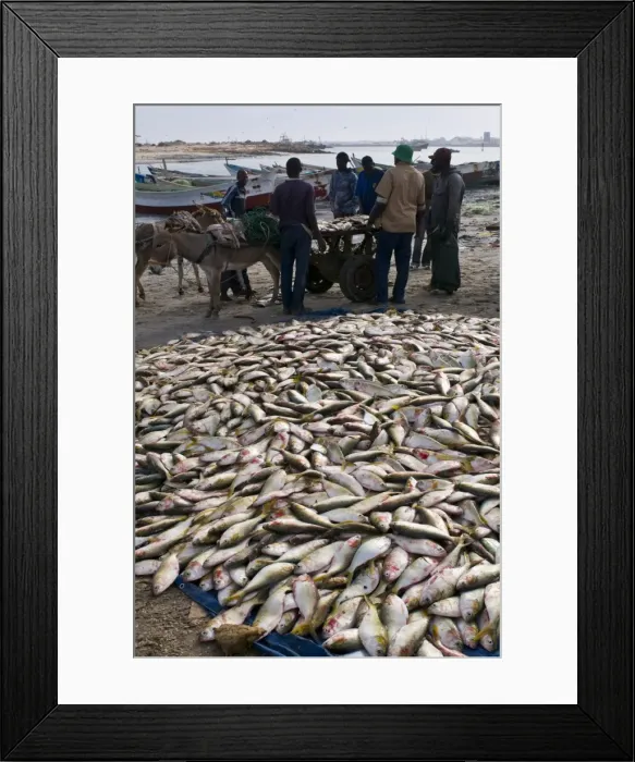 Framed Print : Fish for sale laid out on the ground at the fish market, Nouadhibou, Mauritania, Africa Framed Print : Fish for sale laid out on the ground at the fish market, Nouadhibou, Mauritania, Africa