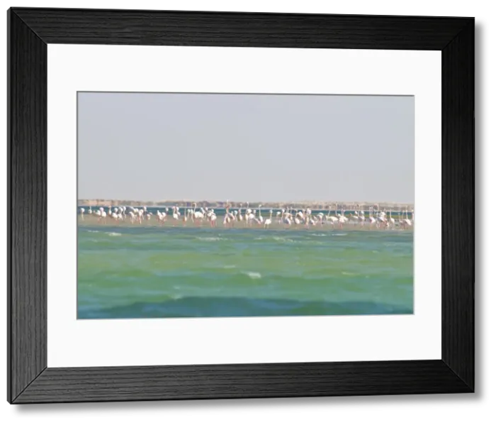 Framed Print : Flamingos (Phoenicopteridae) standing on a sandbank of the Banc d Arguin Framed Print : Flamingos (Phoenicopteridae) standing on a sandbank of the Banc d Arguin