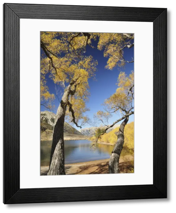 Framed Print : Willow trees, Lake Pearson, Canterbury high country, South Island, New Zealand, Pacific Framed Print : Willow trees, Lake Pearson, Canterbury high country, South Island, New Zealand, Pacific