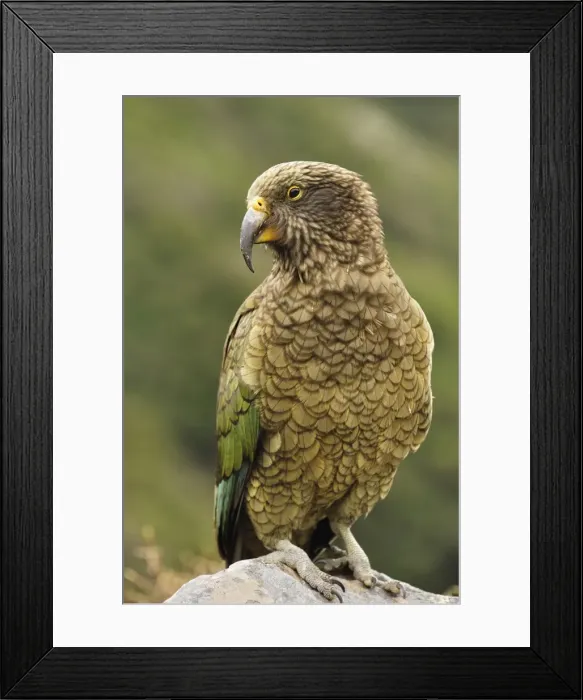 Framed Print : Kea (Nestor notabilis), Arthurs Pass, Canterbury high country, South Island Framed Print : Kea (Nestor notabilis), Arthurs Pass, Canterbury high country, South Island