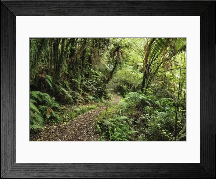 Framed Print : Native Forest, Lake Mahinapua, West Coast, South Island, New Zealand, Pacific Framed Print : Native Forest, Lake Mahinapua, West Coast, South Island, New Zealand, Pacific