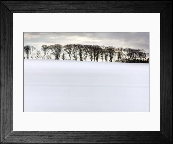 Framed Print : Row of trees in silhouette on edge of snow-covered field, Rock, near Alnwick Framed Print : Row of trees in silhouette on edge of snow-covered field, Rock, near Alnwick