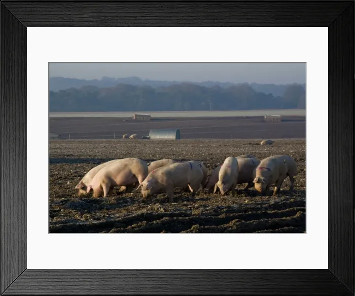 Framed Print : Free range pig farming, Wiltshire, England, United Kingdom, Europe Framed Print : Free range pig farming, Wiltshire, England, United Kingdom, Europe