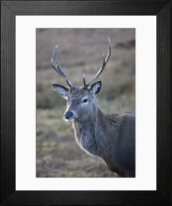 Framed Print : Red deer stag, Rannoch Moor, near Fort William, Highland, Scotland, United Kingdom Framed Print : Red deer stag, Rannoch Moor, near Fort William, Highland, Scotland, United Kingdom