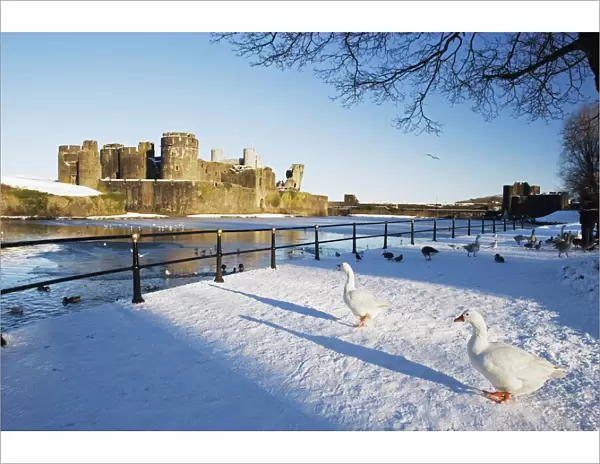 Ducks walking in the snow, Caerphilly Castle, Caerphilly, Gwent, Wales