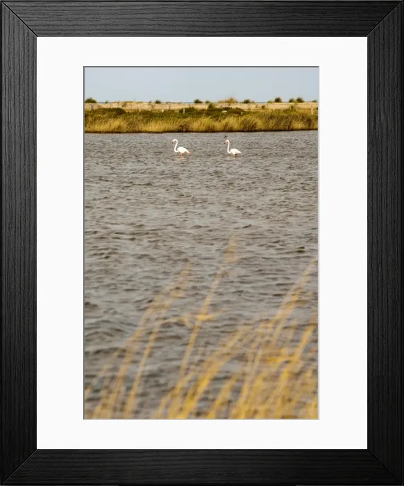Framed Print : Flamingos, Moulouya River Natural Reserve, close to the resorts, Saidia Framed Print : Flamingos, Moulouya River Natural Reserve, close to the resorts, Saidia