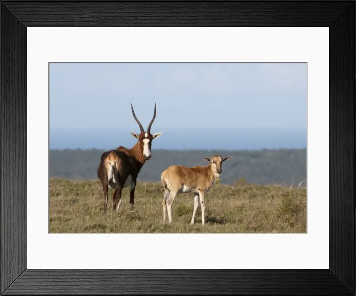 Framed Print : Blesbok (Damaliscus dorcas), Kariega Game Reserve, South Africa, Africa Framed Print : Blesbok (Damaliscus dorcas), Kariega Game Reserve, South Africa, Africa
