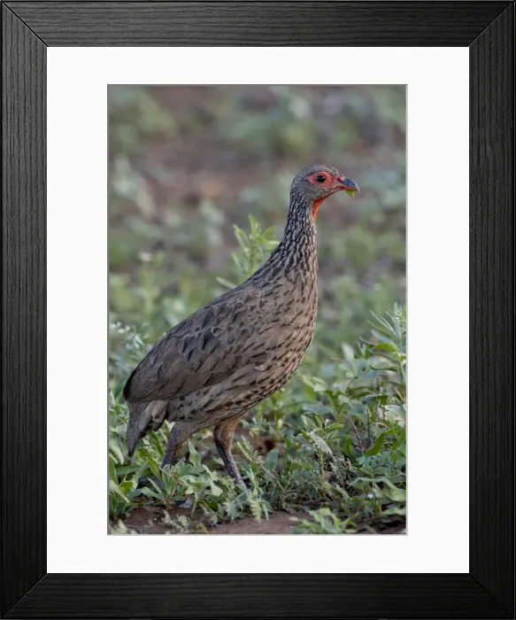 Framed Print : Swainsons Francolin (Spurfowl) (Pternistes swainsonii), Kruger National Park Framed Print : Swainsons Francolin (Spurfowl) (Pternistes swainsonii), Kruger National Park
