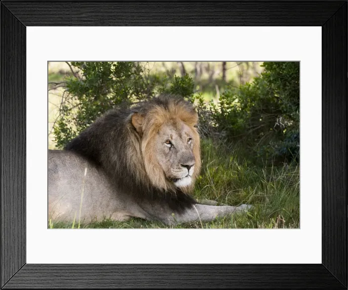 Framed Print : Lion (Panthera leo), Kariega Game Reserve, South Africa, Africa Framed Print : Lion (Panthera leo), Kariega Game Reserve, South Africa, Africa