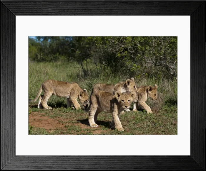 Framed Print : Lion (Panthera leo), Kariega Game Reserve, South Africa, Africa Framed Print : Lion (Panthera leo), Kariega Game Reserve, South Africa, Africa