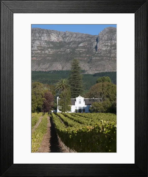 Framed Print : Buitenverwachting Wine Farm, Constantia, Cape Province, South Africa, Africa Framed Print : Buitenverwachting Wine Farm, Constantia, Cape Province, South Africa, Africa