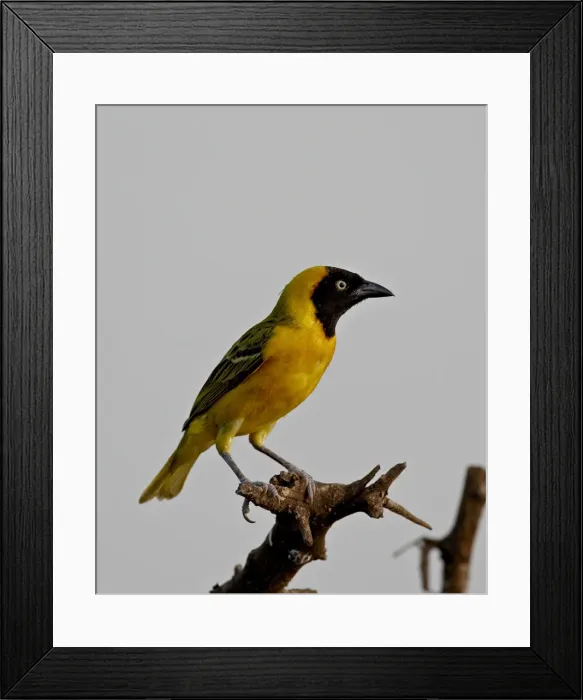 Framed Print : Male Lesser Masked Weaver (Ploceus intermedius), Kruger National Park, South Africa