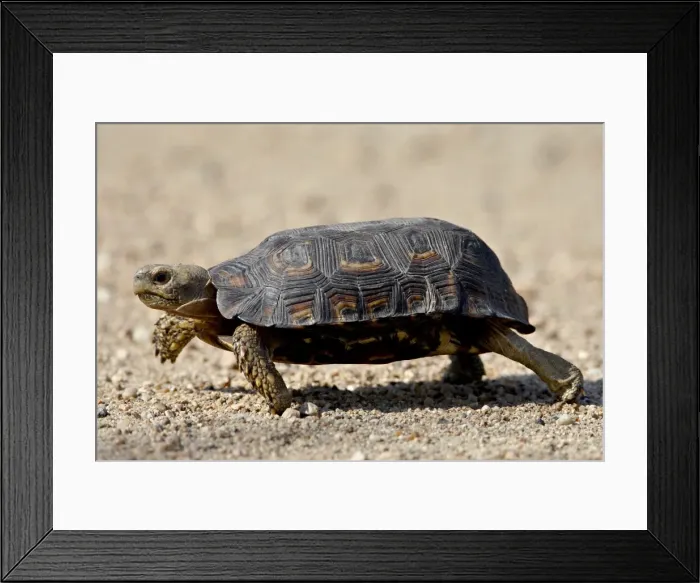 Framed Print : Spekes Hinged Tortoise (Kinixys spekii), Kruger National Park, South Africa, Africa Framed Print : Spekes Hinged Tortoise (Kinixys spekii), Kruger National Park, South Africa, Africa