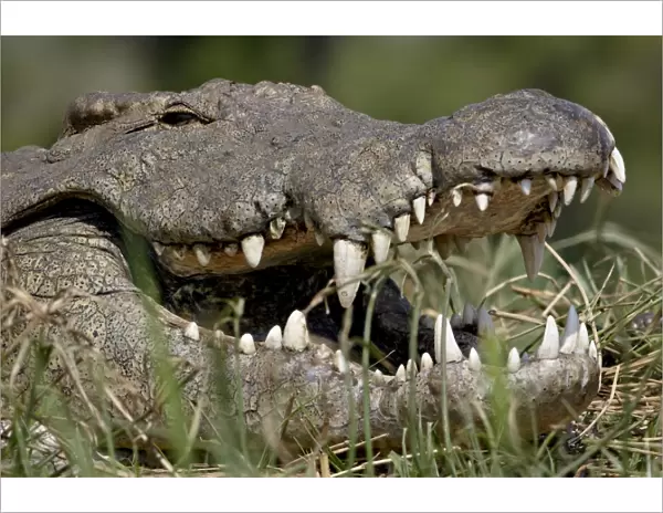 Nile Crocodile (Crocodylus niloticus) with mouth open, Kruger National Park