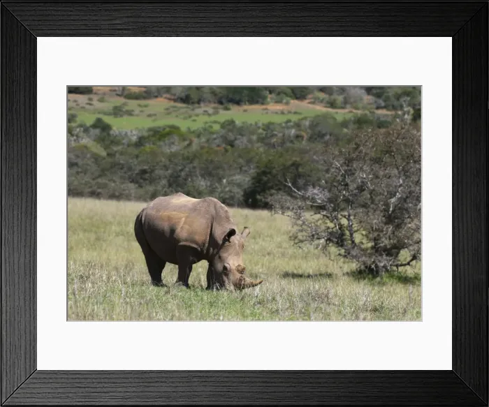 Framed Print : White rhinoceros (Caratotherium simum), Kariega Game Reserve, South Africa, Africa Framed Print : White rhinoceros (Caratotherium simum), Kariega Game Reserve, South Africa, Africa