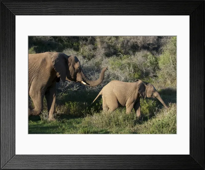 Framed Print : Elephant (Loxodonta africana) and young, Kariega Game Reserve, South Africa, Africa Framed Print : Elephant (Loxodonta africana) and young, Kariega Game Reserve, South Africa, Africa