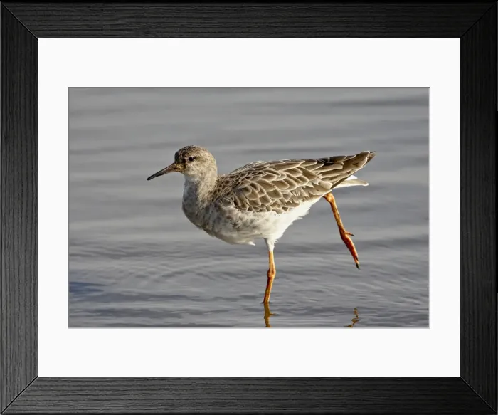 Framed Print : Ruff (Philomachus pugnax), Kruger National Park, South Africa, Africa Framed Print : Ruff (Philomachus pugnax), Kruger National Park, South Africa, Africa
