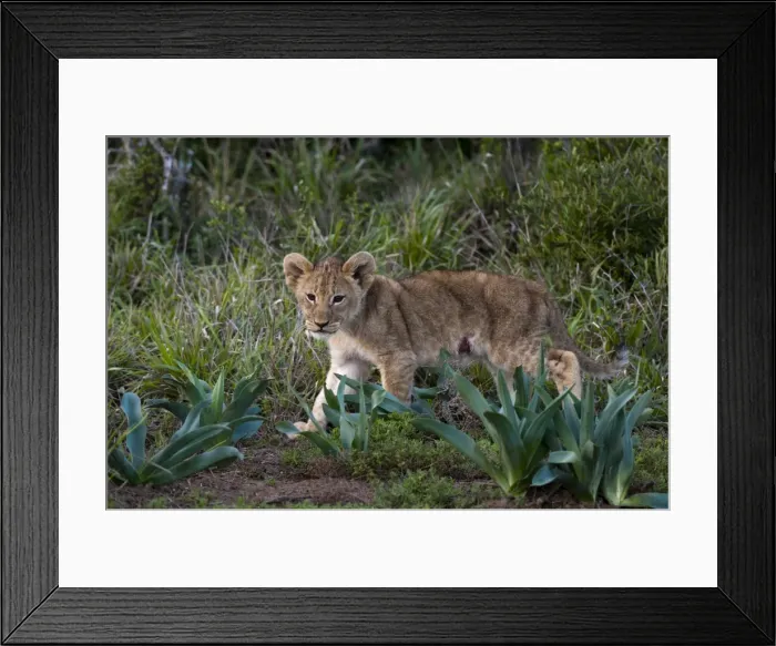 Framed Print : Lion cub (Panthera leo), Kariega Game Reserve, South Africa, Africa