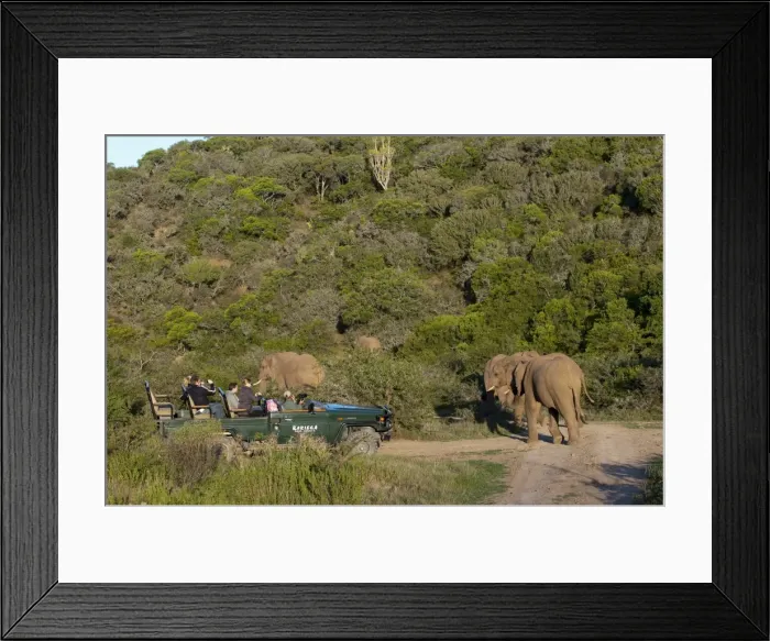 Framed Print : Tourists in safari vehicle looking at elephant (Loxodonta africana), Kariega Game Reserve Framed Print : Tourists in safari vehicle looking at elephant (Loxodonta africana), Kariega Game Reserve