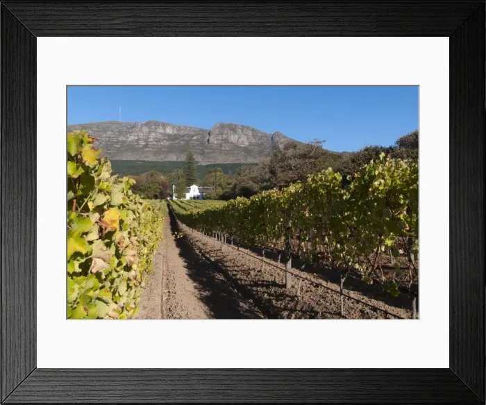 Framed Print : Buitenverwachting Wine Farm, Constantia, Cape Province, South Africa, Africa Framed Print : Buitenverwachting Wine Farm, Constantia, Cape Province, South Africa, Africa